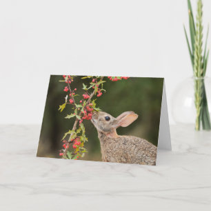 Eastern Cottontail   South Texas Card