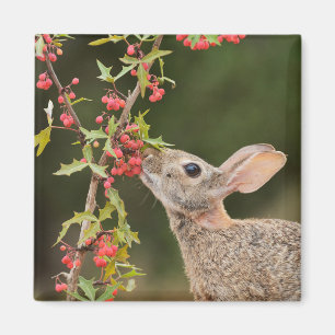 Eastern Cottontail South Texas Magnet