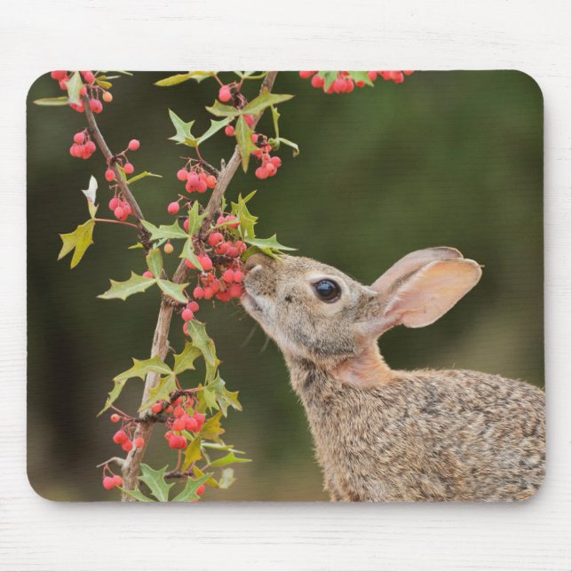 Eastern Cottontail | South Texas Mouse Mat (Front)