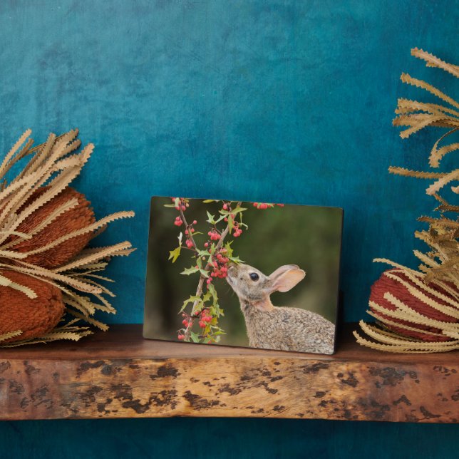 Eastern Cottontail | South Texas Plaque (Side)