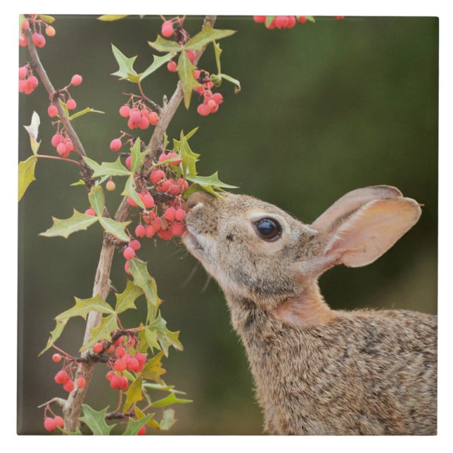 Eastern Cottontail | South Texas Tile (Front)