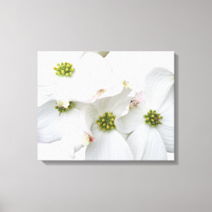 Eastern Dogwood Blossoms - Cornus florida Canvas Print