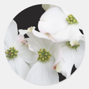 Eastern Dogwood Blossoms - Cornus florida Classic Round Sticker