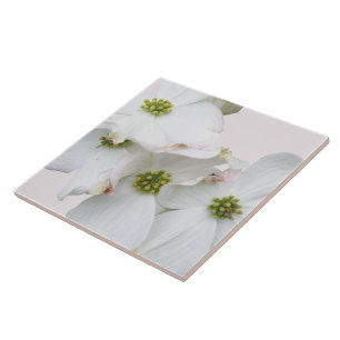 Eastern Dogwood Blossoms - Cornus florida Tile