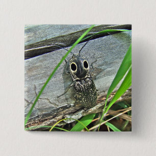 Eastern Eyed Elater Click Beetle - Alaus oculatus 15 Cm Square Badge