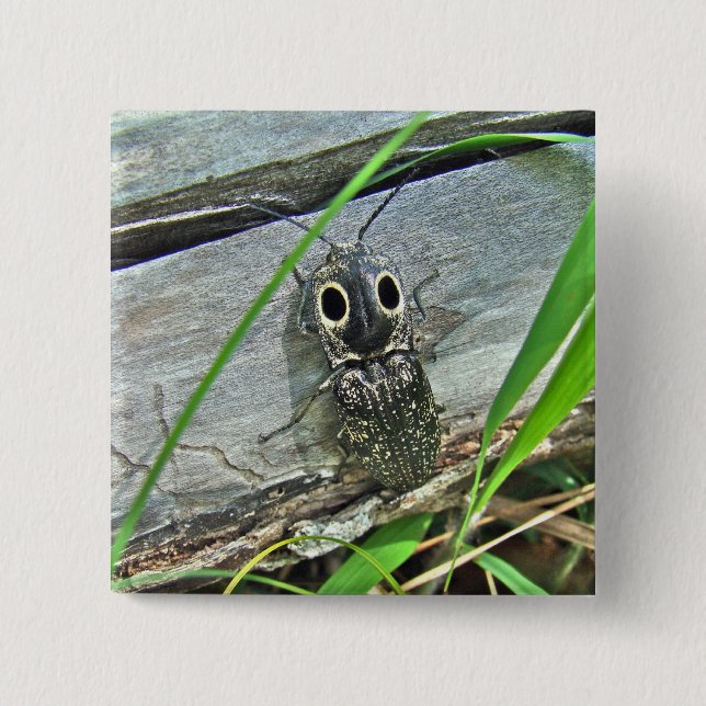 Eastern Eyed Elater Click Beetle - Alaus oculatus 15 Cm Square Badge (Front)