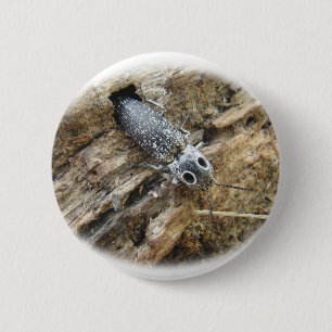 Eastern Eyed Elater Click Beetle - Alaus oculatus 6 Cm Round Badge
