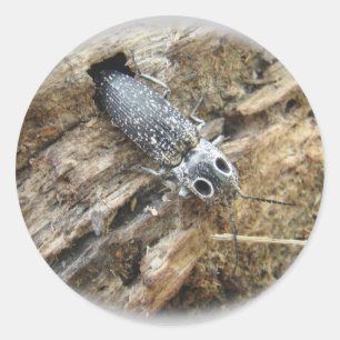 Eastern Eyed Elater Click Beetle - Alaus oculatus Classic Round Sticker