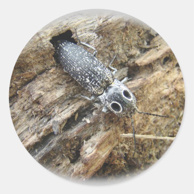 Eastern Eyed Elater Click Beetle - Alaus oculatus Classic Round Sticker (Front)