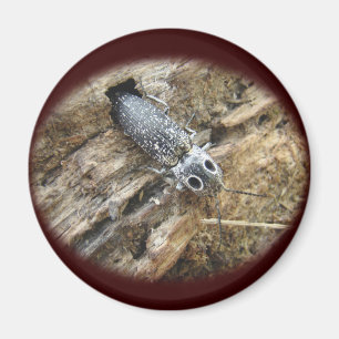 Eastern Eyed Elater Click Beetle - Alaus oculatus Magnet