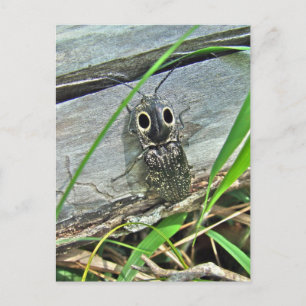 Eastern Eyed Elater Click Beetle - Alaus oculatus Postcard