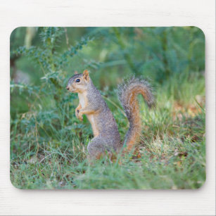 Eastern Fox Squirrel Mouse Mat