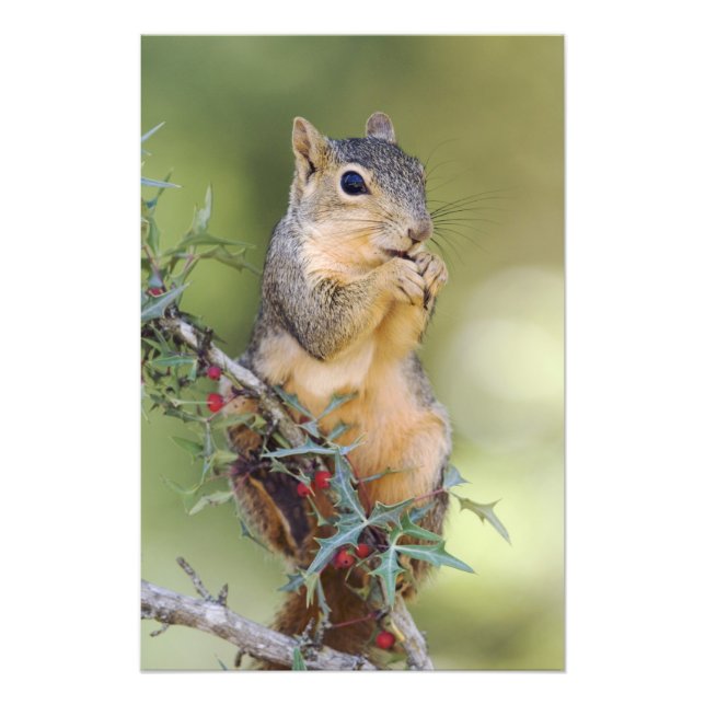 Eastern Fox Squirrel, Sciurus niger, adult Photo Print (Front)