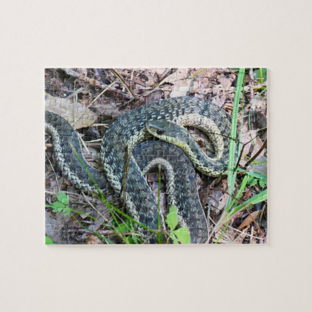 Eastern Garter Snake at Cape Cod Jigsaw Puzzle (Horizontal)