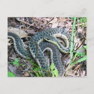 Eastern Garter Snake at Cape Cod Postcard