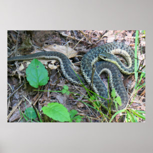 Eastern Garter Snake at Cape Cod Poster