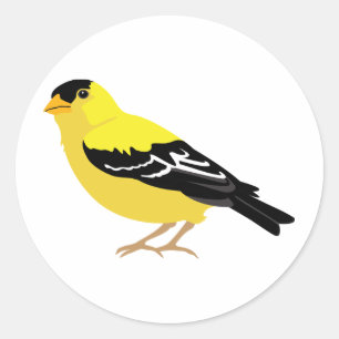 Eastern Goldfinch Classic Round Sticker