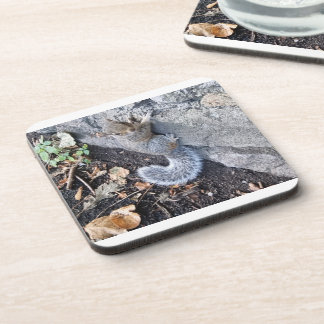 Eastern Gray Squirrel Coaster