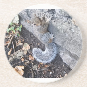 Eastern Gray Squirrel Or Grey Squirrel Coaster
