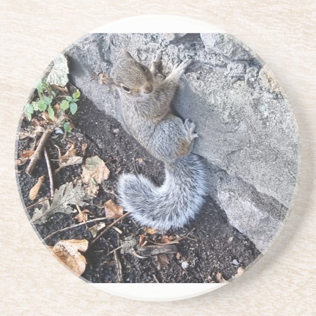 Eastern Gray Squirrel Or Grey Squirrel Coaster (Front)