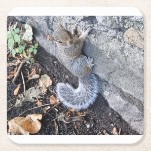 Eastern Gray Squirrel Or Grey Squirrel Square Paper Coaster