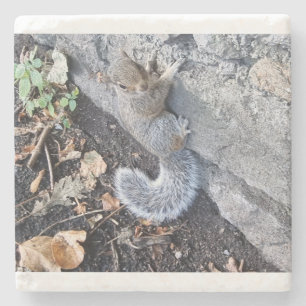 Eastern Gray Squirrel Or Grey Squirrel Stone Coaster