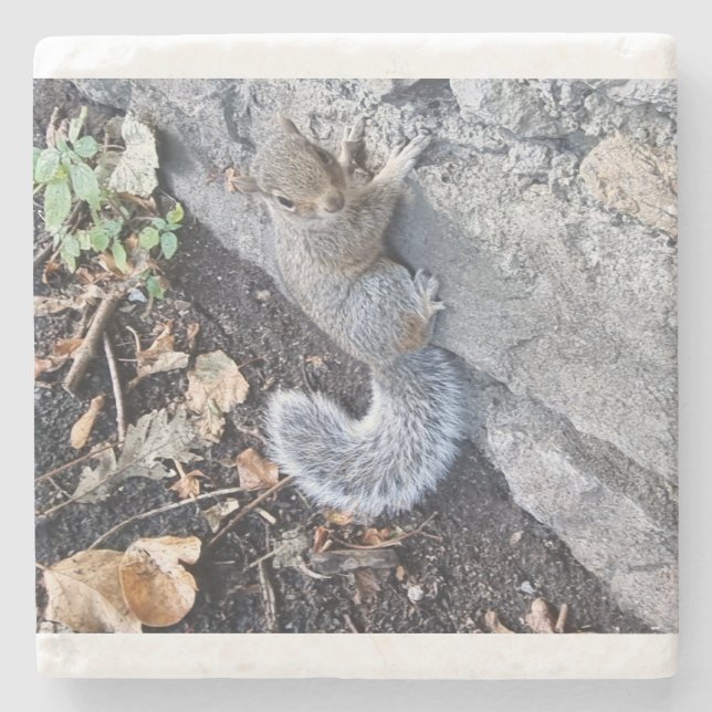 Eastern Gray Squirrel Or Grey Squirrel Stone Coaster (Front)