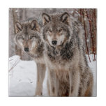 Eastern Gray Wolf  Tile<br><div class="desc">Many people have a fascination with wolves. With this item I am sharing my love of these amazing animals.</div>