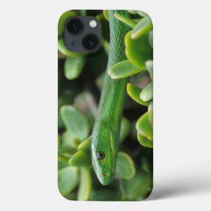 Eastern Green Mamba (Dendroaspis Angusticeps) iPhone 13 Case