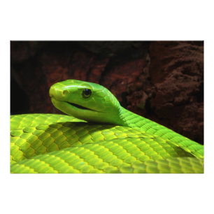 Eastern Green Mamba Dendroaspis Angusticeps Photo Print