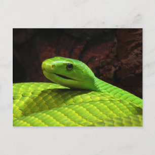 Eastern Green Mamba Dendroaspis Angusticeps Postcard