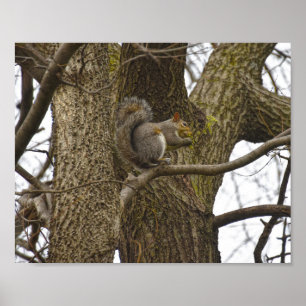 Eastern Grey Squirrel Eating Oak Flowers Poster