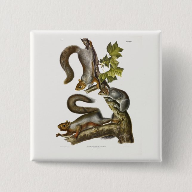 Eastern Grey Squirrel (Migratory Squirrel) Audubon 15 Cm Square Badge (Front)