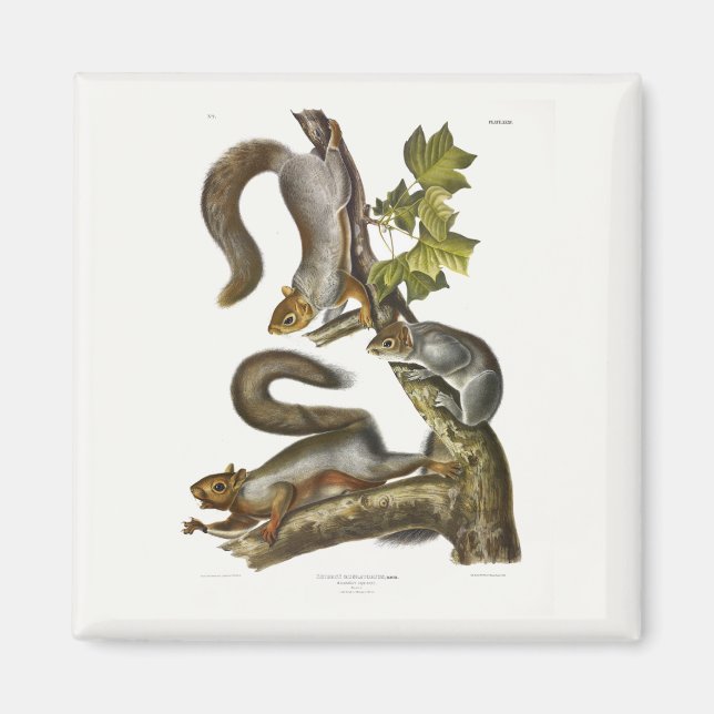 Eastern Grey Squirrel (Migratory Squirrel) Audubon Magnet (Front)