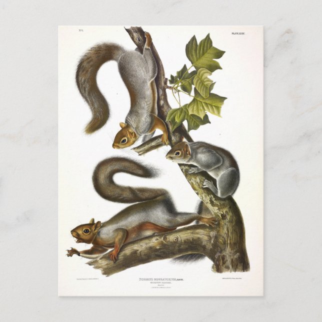 Eastern Grey Squirrel (Migratory Squirrel) Audubon Postcard (Front)