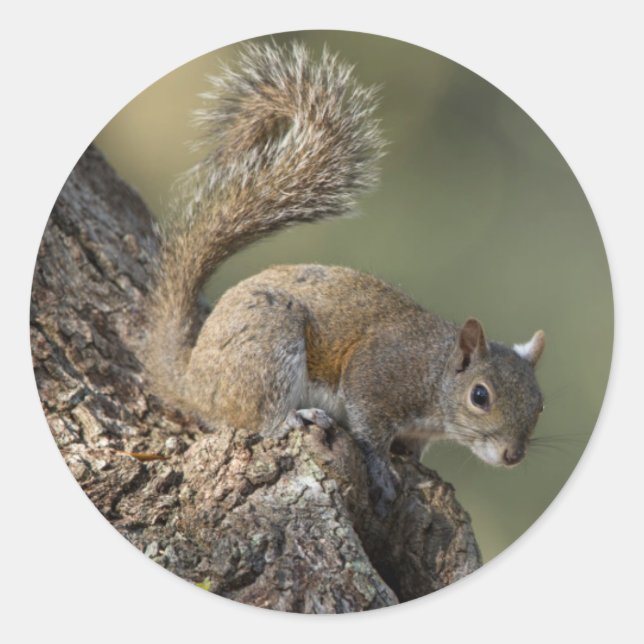 Eastern Grey Squirrel, or grey squirrel Classic Round Sticker (Front)