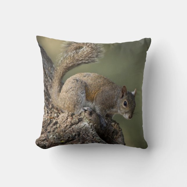 Eastern Grey Squirrel, or grey squirrel Cushion (Front)