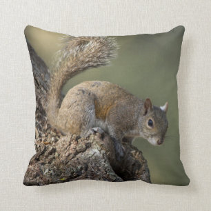 Eastern Grey Squirrel, or grey squirrel Cushion