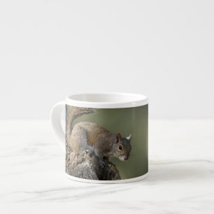 Eastern Grey Squirrel, or grey squirrel Espresso Cup