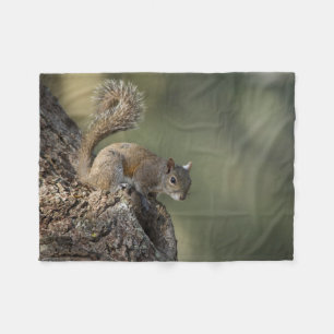 Eastern Grey Squirrel, or grey squirrel Fleece Blanket