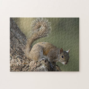 Eastern Grey Squirrel, or grey squirrel Jigsaw Puzzle