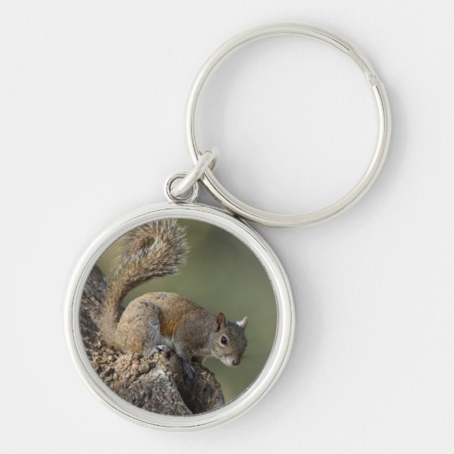 Eastern Grey Squirrel, or grey squirrel Key Ring (Front)