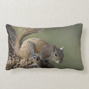 Eastern Grey Squirrel, or grey squirrel Lumbar Cushion