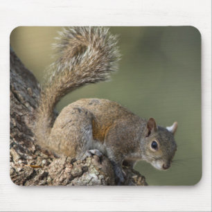 Eastern Grey Squirrel, or grey squirrel Mouse Mat