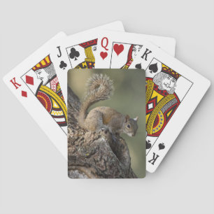 Eastern Grey Squirrel, or grey squirrel Playing Cards