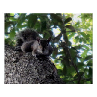 Eastern Grey Squirrel Posing in a Live Oak Tree Poster