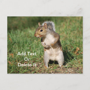 Eastern Grey Squirrel postcard
