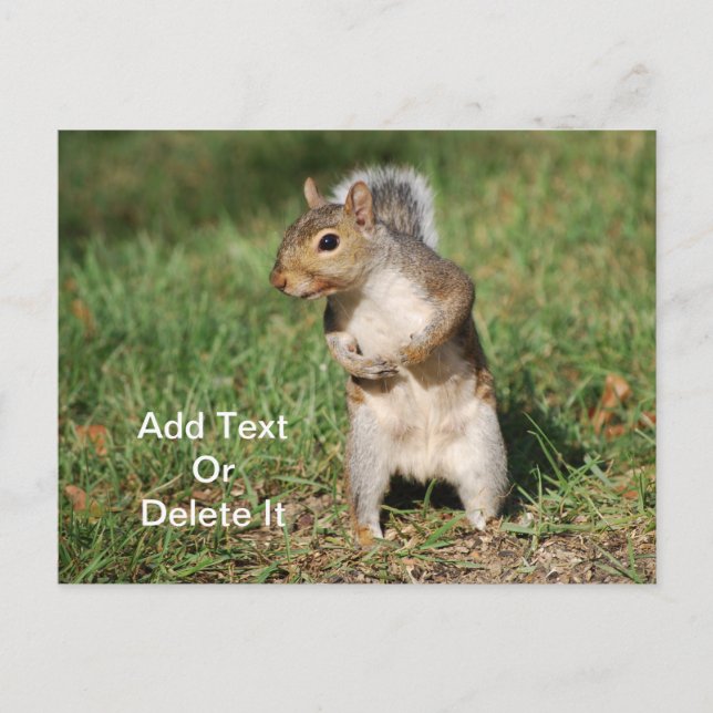 Eastern Grey Squirrel postcard (Front)