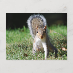 Eastern Grey Squirrel postcard