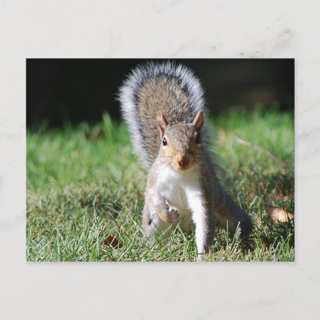 Eastern Grey Squirrel postcard (Front)